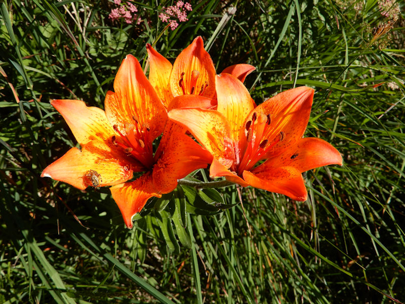 lilies